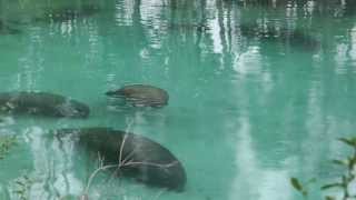 preview picture of video 'Manatee Video: Crystal River Springs, Florida'
