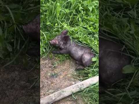 Video Thumbnail: Firefighters save 2,500 piglets from farm fire in Russia