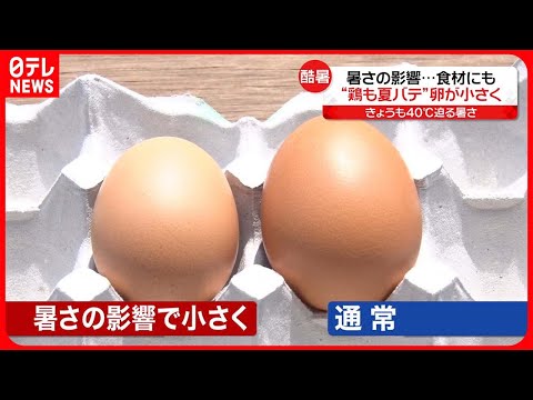 猛暑が鳥の移動に影響を与える
