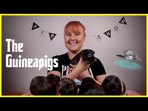 Pipshow 2: The guineapigs