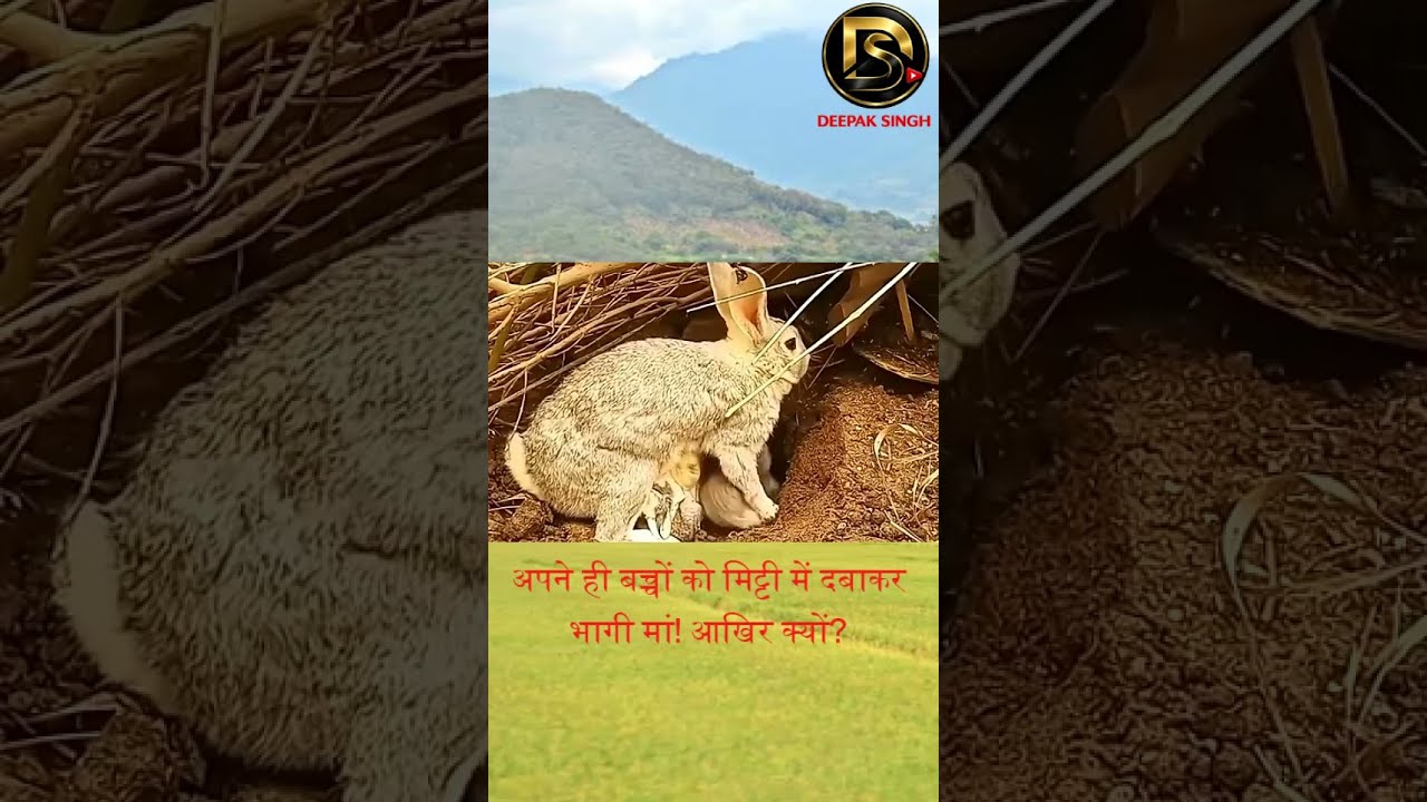 अपने ही बच्चों को मिट्टी में दबाकर भागी मां! आखिर क्यों  #Rabbit #RabbitStory #emotionalstory