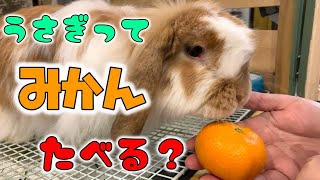 うさぎってみかん食べるの？みかんを与えてみた結果…