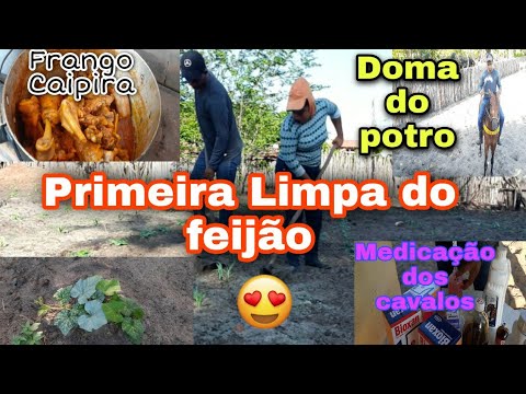 Limpamos o feijão + Domando potro e cuidando dos nossos cavalos