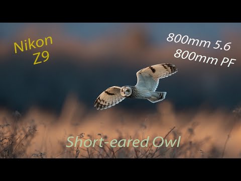 Short-eared Owls using Nikon Z9, 800mm 5.6 and 800mm PF.
