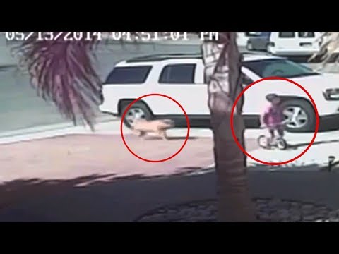 Cat Saves Boy From Dog Attack - Get Ready To Cheer [VIDEO]