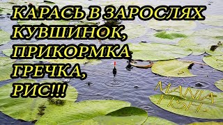 Прикормка на карпа из комбикорма и гречки