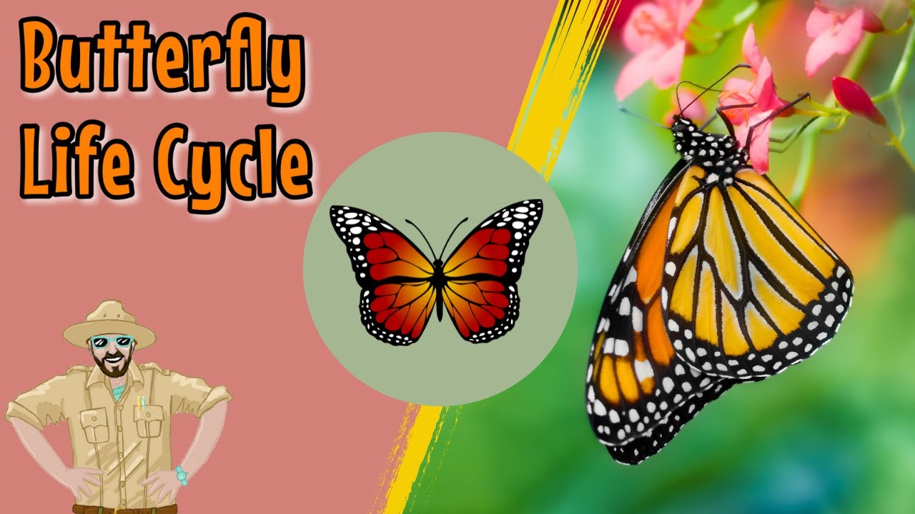 The Butterfly Life Cycle | Educational Videos For Kids