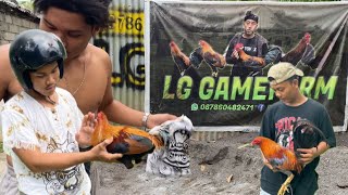 Download lagu Berburu ayam galak di kandang LG GAME FARM          Banyak ayam ganteng disini‼️ mp3