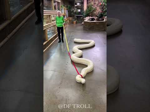 Animals Metamorphosis!