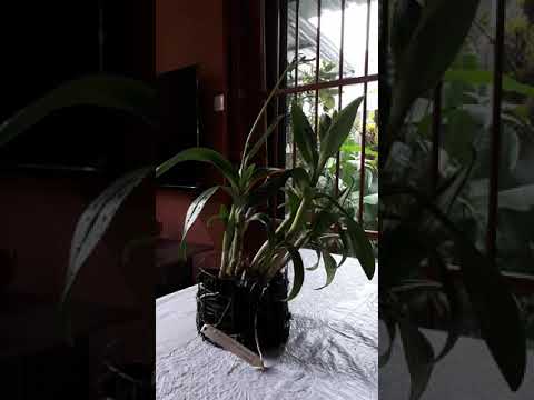 Dendrobium phalaenopsis is the proof that stressed orchid pushed out spike.