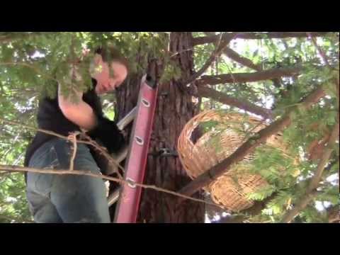 Great horned owl nest return