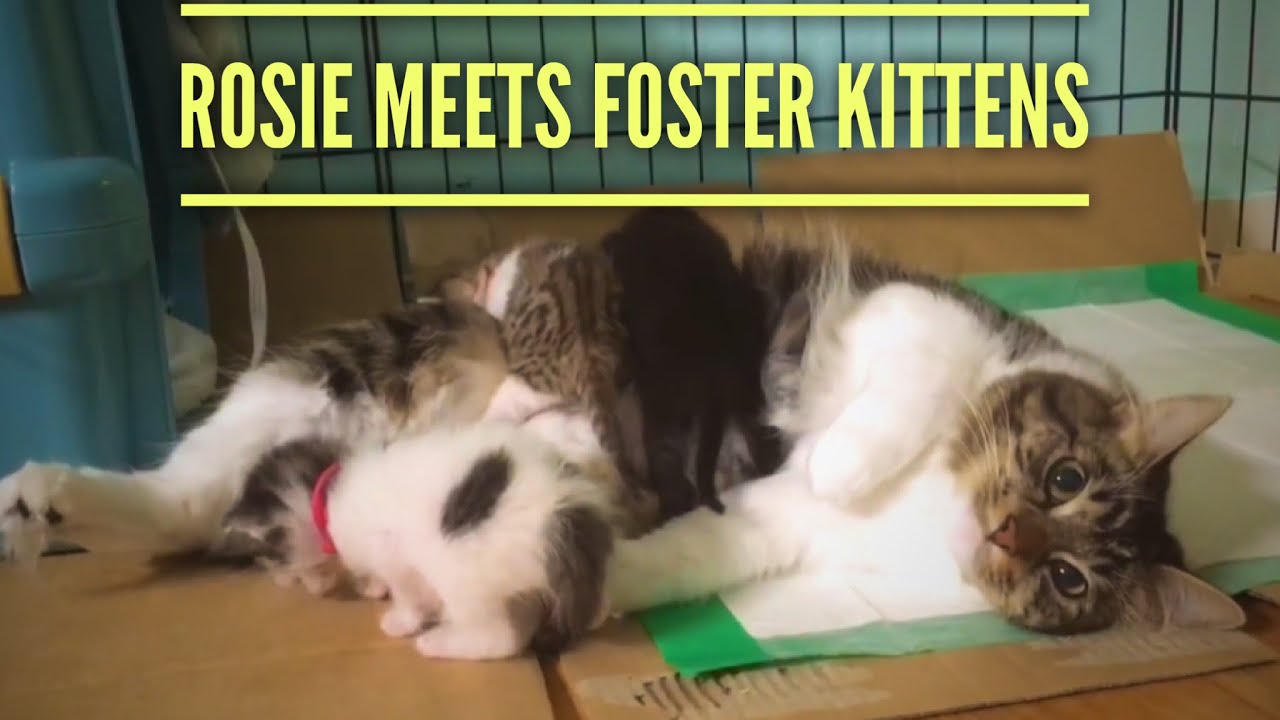 Rosie Meets Foster Kittens! thumnail