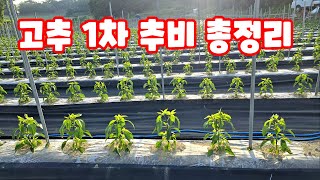 고추 1차 추비 주는시기 방법 비료 종류 등1차 추비 총정리편 괴산청결고추 괴산고추 [고추재배방법]