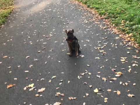 Presa canario / Cane corso puppy training