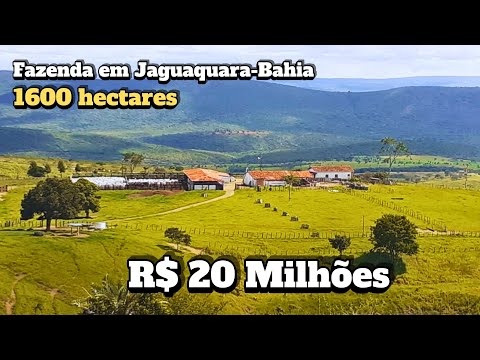 The cattle ranch that is attracting investors in Bahia — 1600 hectares of pure infrastructure.