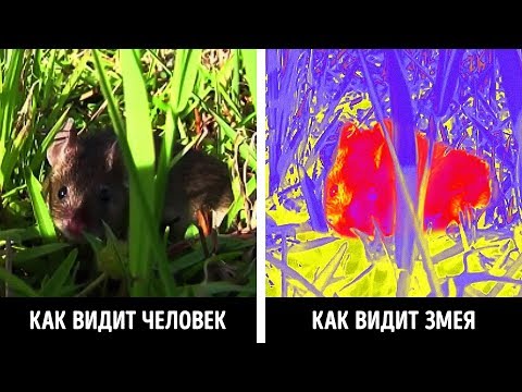 Как животные видят мир