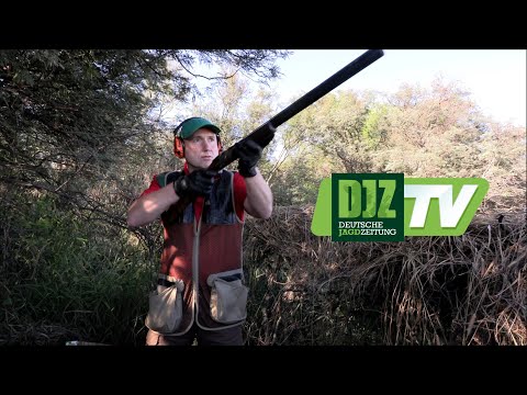 Pigeon hunting in Argentina