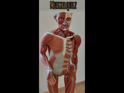 Anatomie Quiz Muskeln obere Extremität, Thorax & Rumpf - Einfach Anatomie lernen durch mitraten