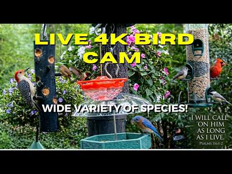 Live webcam view of Birmingham Bird Feeder Cam