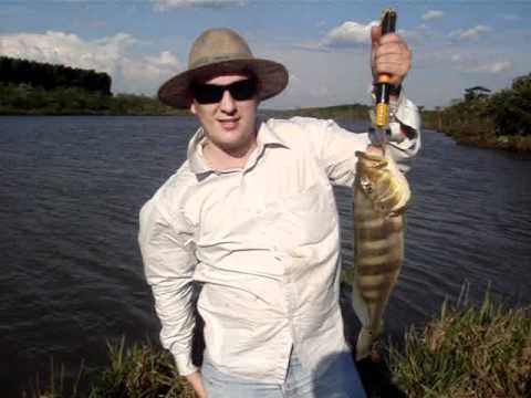 TUCUNARÉ DE 2KG - SÃO GABRIEL DO OESTE/MS