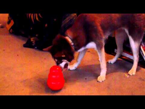 Husky Puppy playing with Kong Wobbler