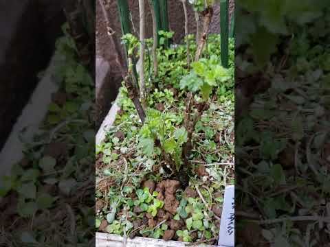 ホワイトカラント 植物
