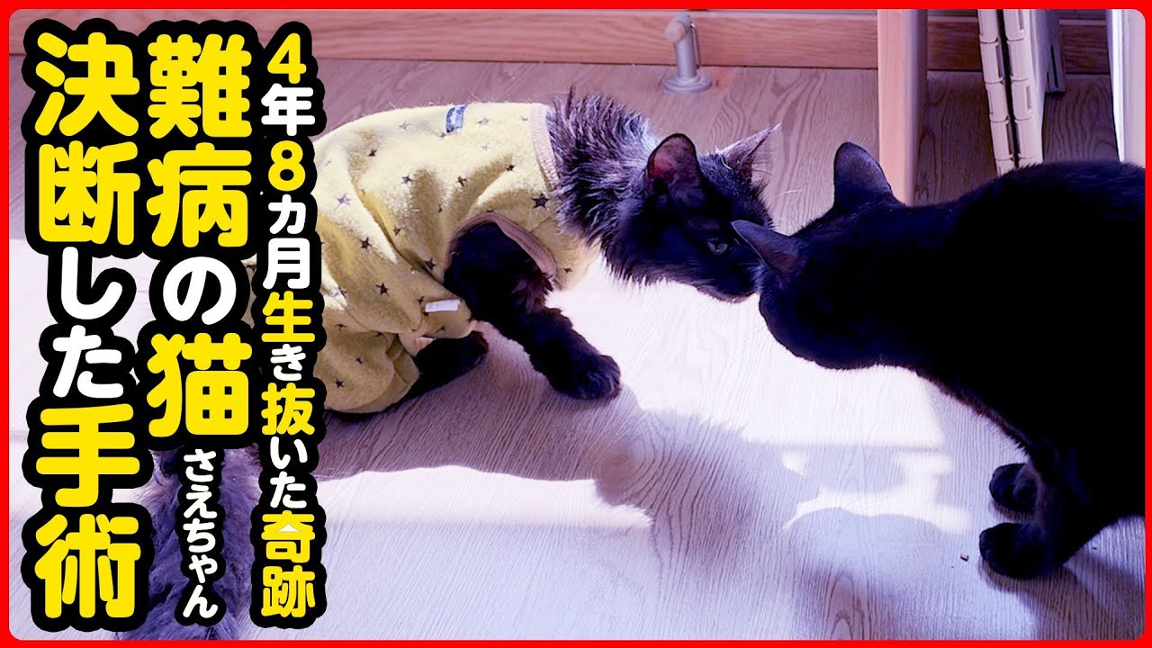 【難病】いくつもの疾患を抱えながら懸命に生きる「さえちゃん」 いよいよ手術へ