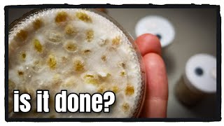 How to Tell When Grain Spawn Jar is Ready?