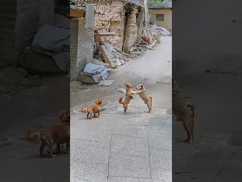 funny dog fight 🤣😂 funny animal videos