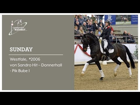 SUNDAY NRW bei der Hengstschau 2019 in MS Handorf