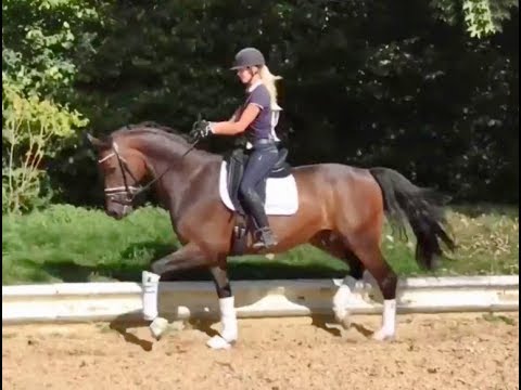 Wallach / Gelding by RockForever x Fürst Heinrich, M placed, *2009