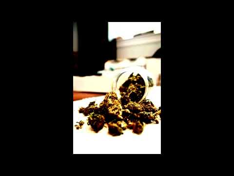 ZAJEK x KOZIOŁ - GELATO