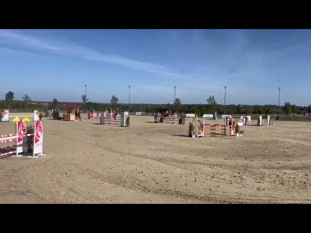 Jument de sport id&eacute;al amateur