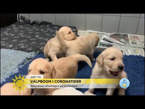 Rekordstor efterfrågan på hundvalpar: "Positivt folkhälsotecken" - Nyhetsmorgon (TV4)