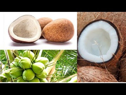 ஓசூரில் தேங்காய் விலை தங்கம் விலை போன்று நாளுக்கு நாள் உயர்ந்து கொண்டே வருவது ஏன்?