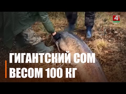 Рыбаки споймали гигантского сома весом 100 кг, но отпустили его