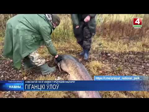 Рыбаки споймали гигантского сома весом 100 кг, но отпустили его видео