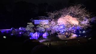 preview picture of video '春の二条城ライトアップ2015年(Kyoto Nijio Castle)'