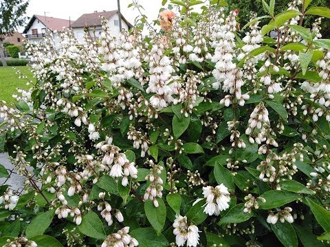 PARTY BAND DRAGANIĆ -KAD PROCVIJETAJU BEHARI