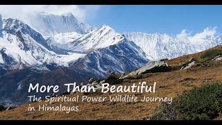 Download lagu Annapurna Himalaya | Sacred Mountains & Hidden Wildlife. mp3