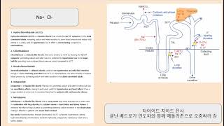 Thiazide diuretics, Na⁺Cl⁻ symporter, distal tubule, thiazide like diuretics,  hypertension, edema,