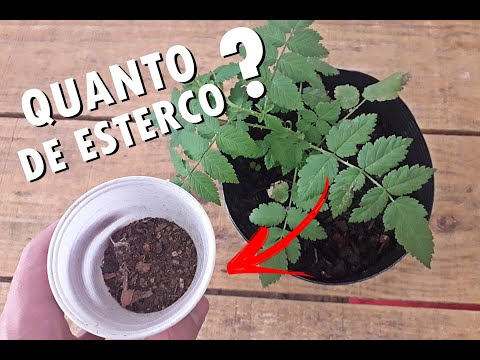 How to use chicken manure in a pot