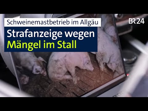 Strafanzeige gegen Schweinemastbetrieb wegen problematischer Verhältnisse | Abenschau | BR24