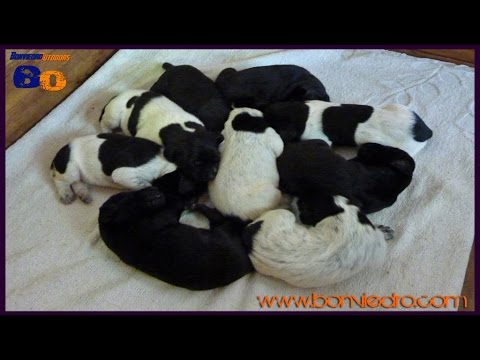CACHORROS de BRACO ALEMAN con 7 DIAS | DEUTSCH KURZHAAR (GSP) PUPPIES 7 DAYS