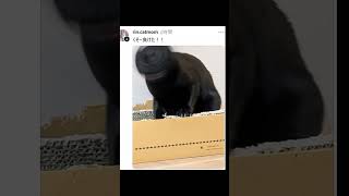 ギリギリねこ選手権ｗｗ