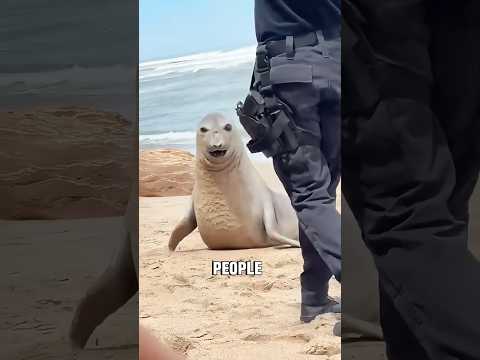 Funny seal #animals #animallife #cute #shorts #viral
