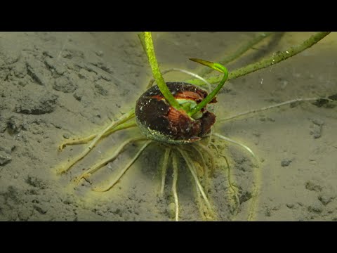 Lotus Seed Growing Underwater Time Lapse (68 Days)