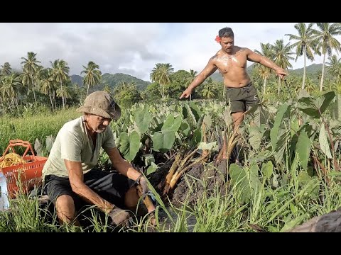 PLANTATION DAY WITH PAPA