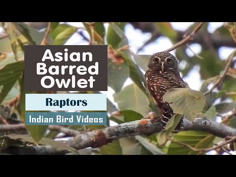 Asian Barred Owlet (Glaucidium cuculoides) — Indian Bird Videos