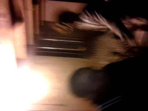 Jango ft DANGER THEY AINT WITH IT